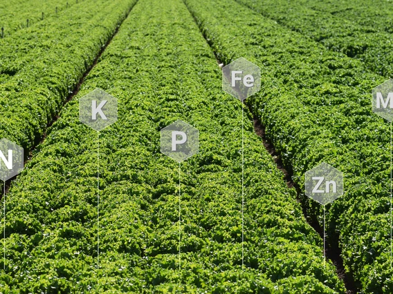 4.3 tissue test critical levels image field of elements