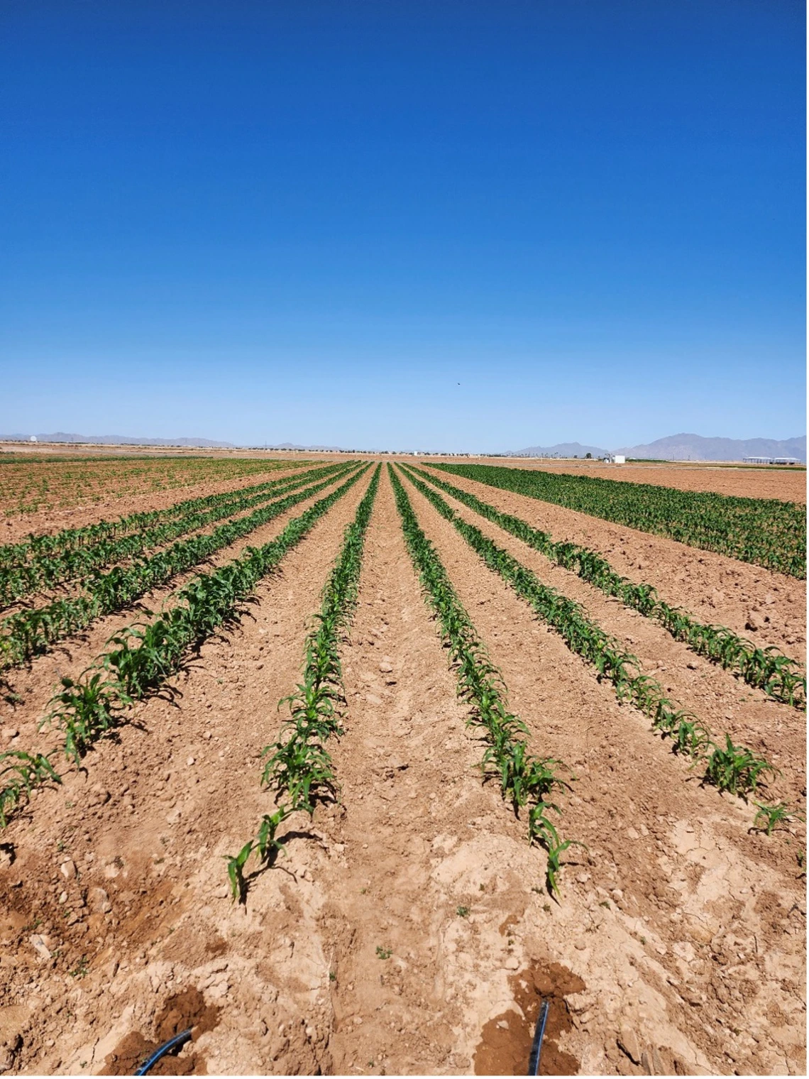Figure 3-12-1. Sweet corn P fertilizer experiment at the Maricopa Agricultural Center in spring 2024.