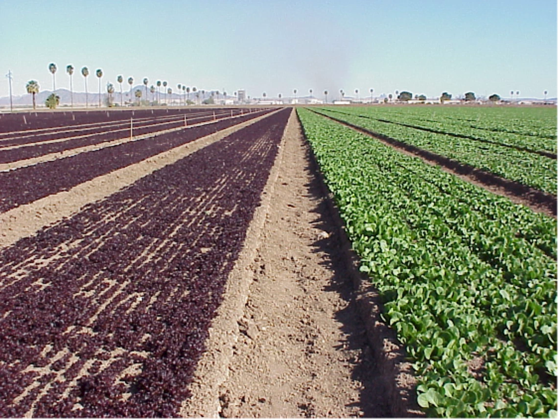 Figure 3-5-1. Baby lettuce and baby spinach in a field near Yuma.