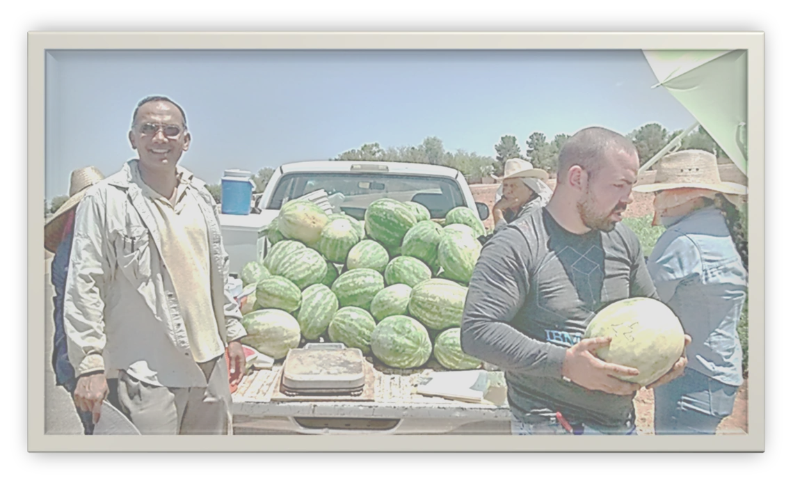 Jay Subramani (front left), Enrico Sanchez (front middle), Lorena Alleman (front right), and others harvesting a watermelon soil fertility experiment in spring 2021.
