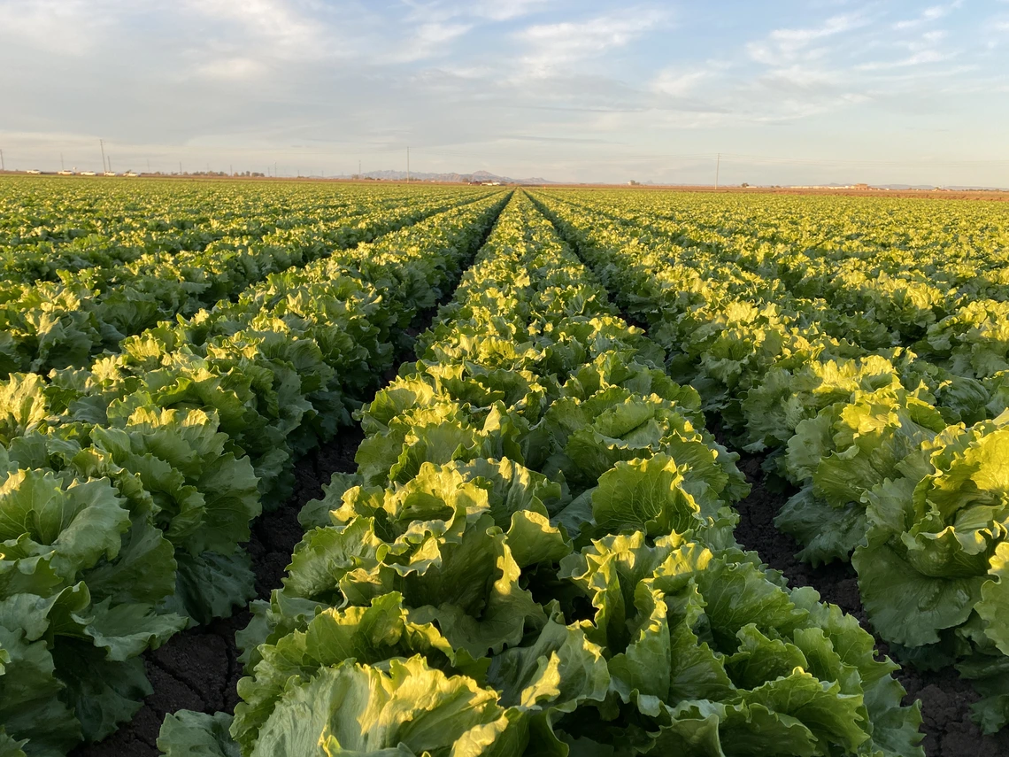 lettuce field in Yuma, AZ