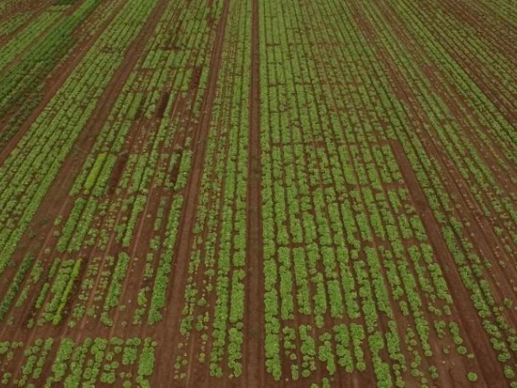  The Use of Biosolarization for the Reduction of Fusarium Wilt of Lettuce