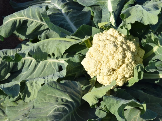 cauliflower