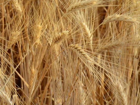 wheat