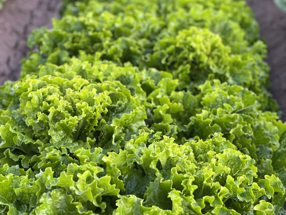 boston leaf lettuce