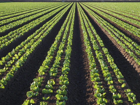 romaine lettuce