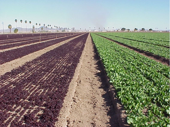 Figure 3-5-1. Baby lettuce and baby spinach in a field near Yuma.
