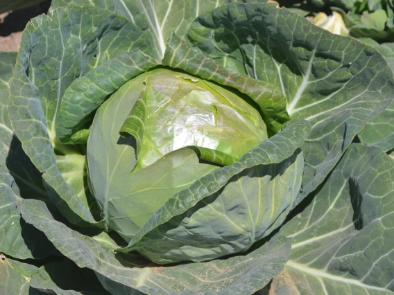 cabbage