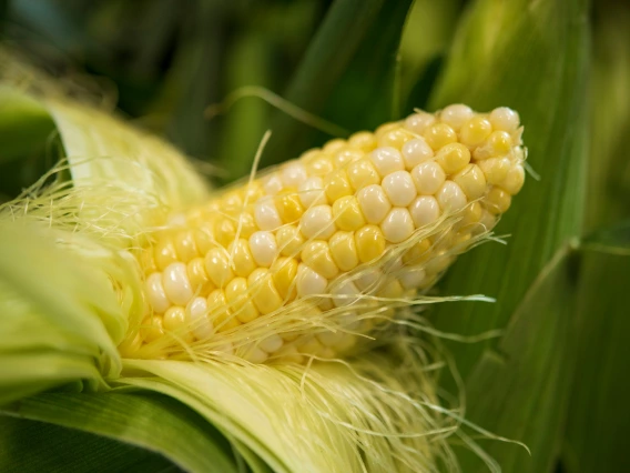 sweet corn