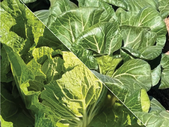 Napa-BokChoy image