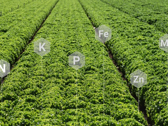 4.3 tissue test critical levels image field of elements