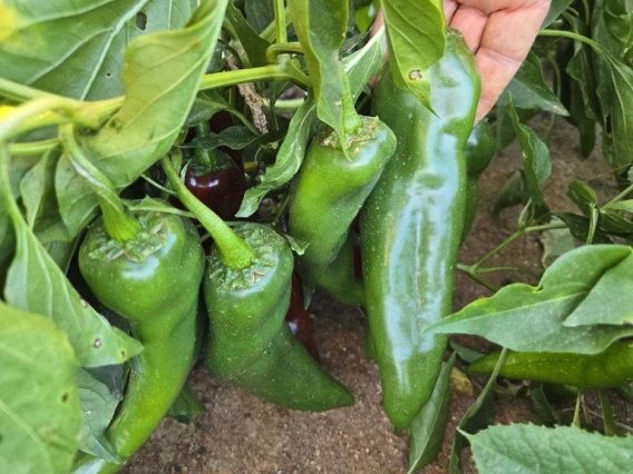Chile Peppers