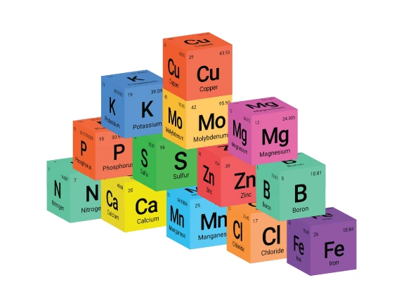 Nutrients in blocks image