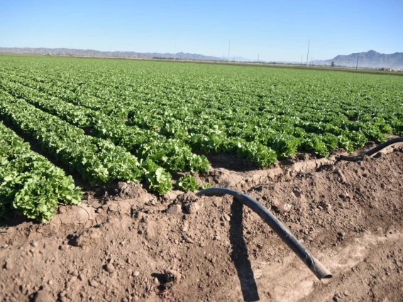 A lettuce field in Yuma, AZ