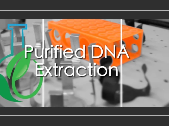 Embedded thumbnail for Purified DNA Extraction for Fusarium Wilt of Lettuce