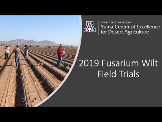 Embedded thumbnail for 2019 Fusarium Wilt Field Talks