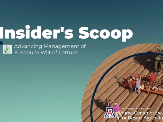 Embedded thumbnail for Insider&#039;s Scoop: Advancing Management of Fusarium Wilt of Lettuce
