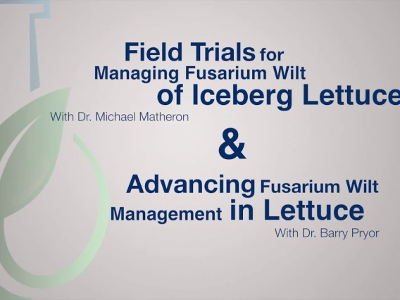 Embedded thumbnail for Field Trials &amp; Advancing Fusarium Wilt Management in Lettuce