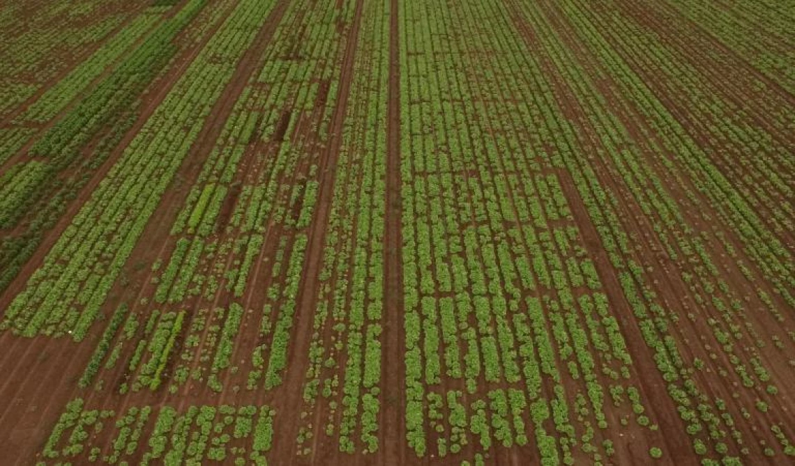  The Use of Biosolarization for the Reduction of Fusarium Wilt of Lettuce
