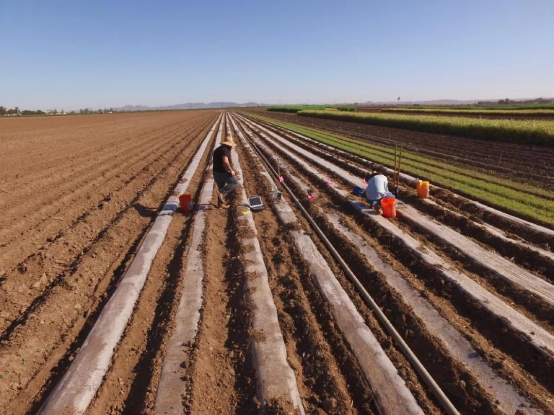  The Use of Biosolarization for the Reduction of Fusarium Wilt of Lettuce