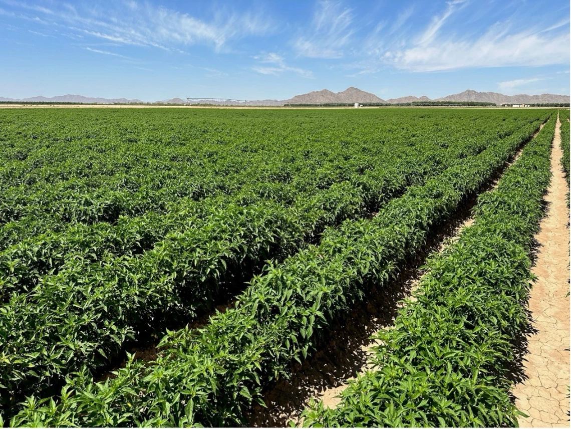 Figure 3-13-1. Jalapeno peppers irrigated by drip irrigation on a farm near Maricopa, Arzona.