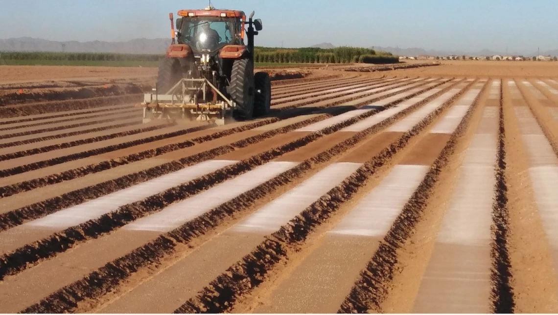 Figure 2-2-5. Band applied fertilizer is applied with a knife in a narrow zone below or to the side of where seed will be planted. Strip applied, as shown above for an experiment at a university farm, is applied to the bed and power mulched into the bed.