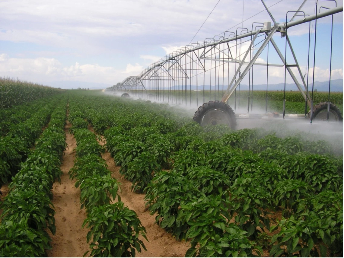 Figure 3-13-1. New Mexico type chile peppers irrigated by center pivot near Wilcox, Arizona.