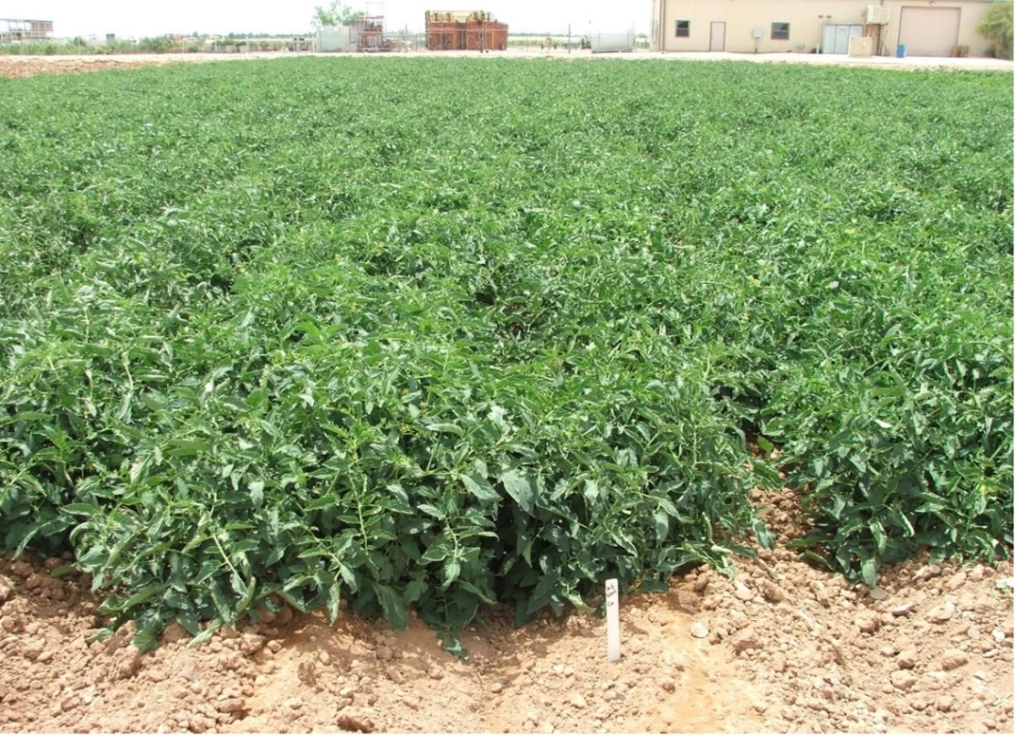 Figure 3-14-1. Field fertilizer research with tomato at the Maricopa Agricultural Center in Arizona.