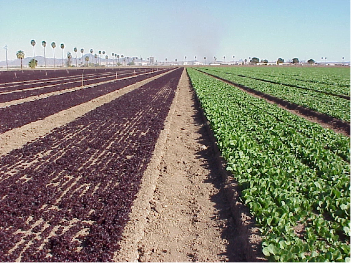 Figure 3-5-1. Baby lettuce and baby spinach in a field near Yuma.