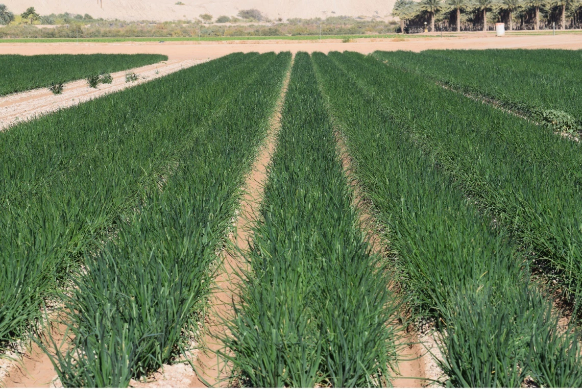 Figure 3-8-1. Onions near Yuma