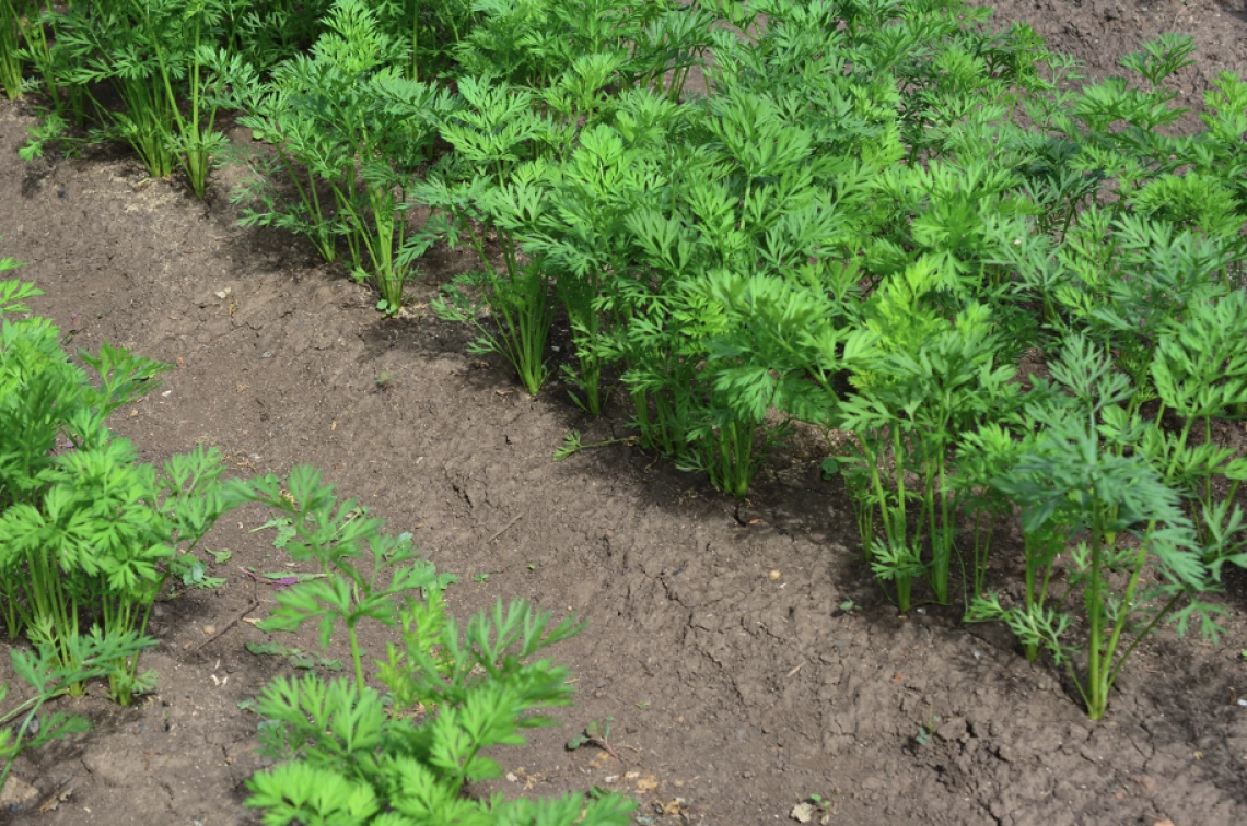 Figure 3-9-1. Carrots near Yuma