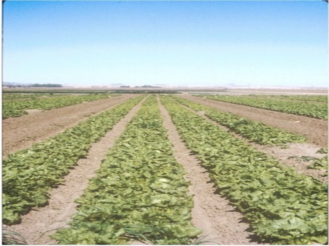 Figure 4-5-1. Controlled release fertilizer experiment conducted at the Yuma Agricultural Center