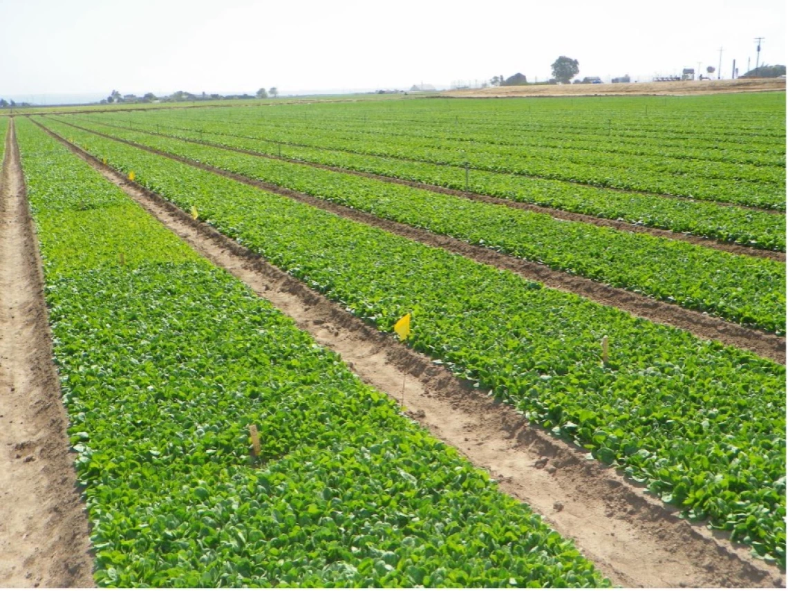 Figure 4-5-2. Controlled release fertilizer experiment with spinach crop grown in a grower-cooperator field in the Lower Colorado River Region.