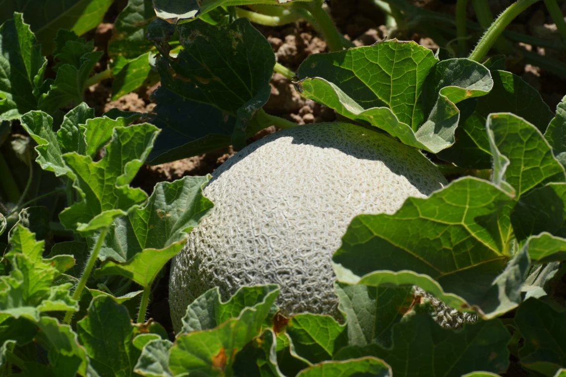 canteloupe growing on the vine