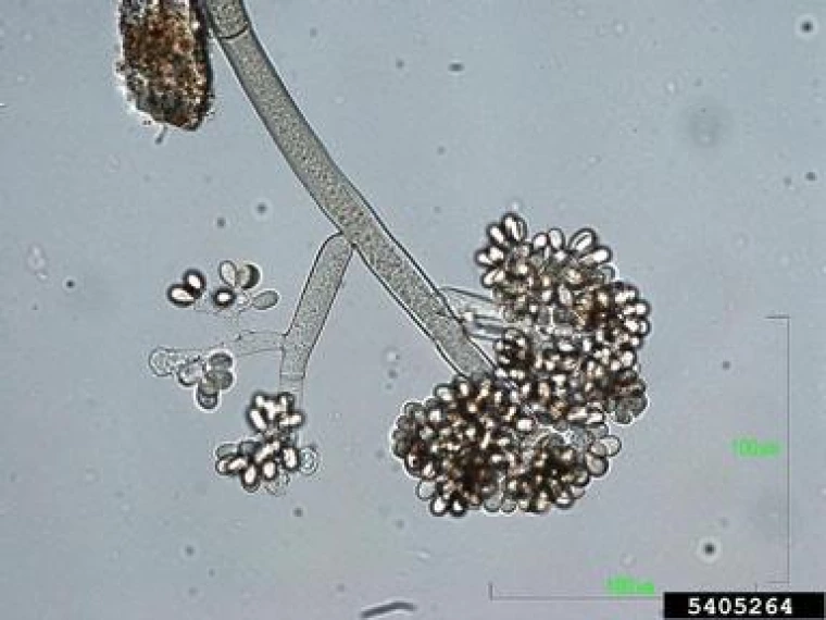 Gray Mold - Casual Agent
