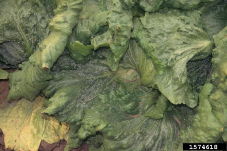 Powdery Mildew Management Practices