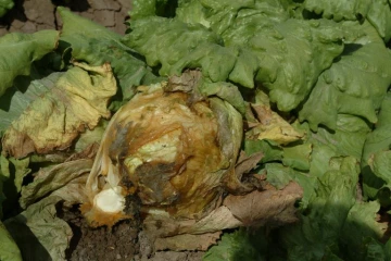 Lettuce with fungus