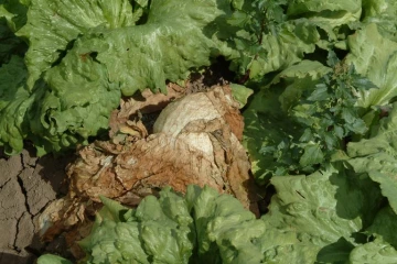 Lettuce with fungus