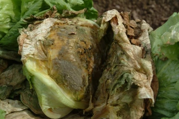 Lettuce with fungus