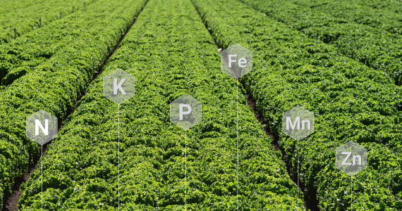 plant nutrition image