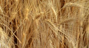 Desert Durum Wheat
