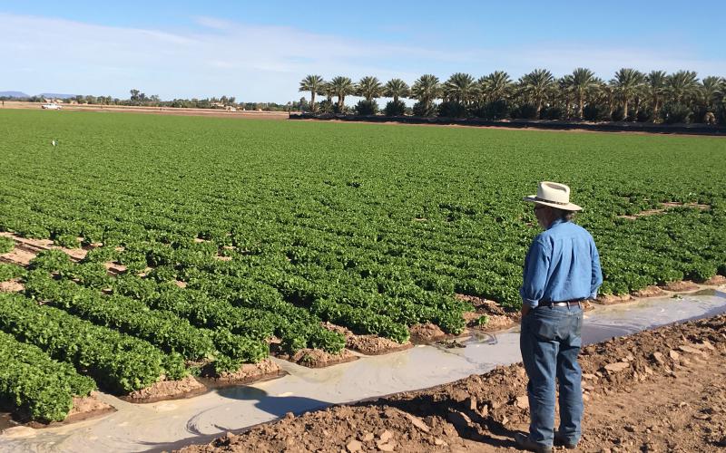 Dr. Sanchez overlooks an irrigated field in Yuma, AZ