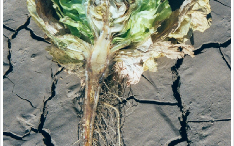 diseased lettuce