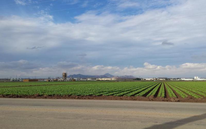Field crops in Yuma, Arizona