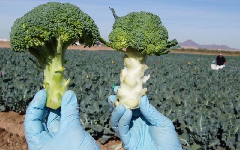 Broccoli crowns harvested from a sweet potato whitefly trial. The chlorotic “blanched” crown on the right was harvested from a plant heavily infested with whiteflies. The green “normal” crown on left was whitefly-free. (Photo by John Palumbo)