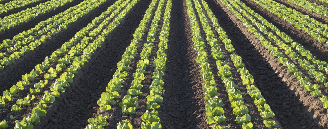 Rows of lettuce on farmland.