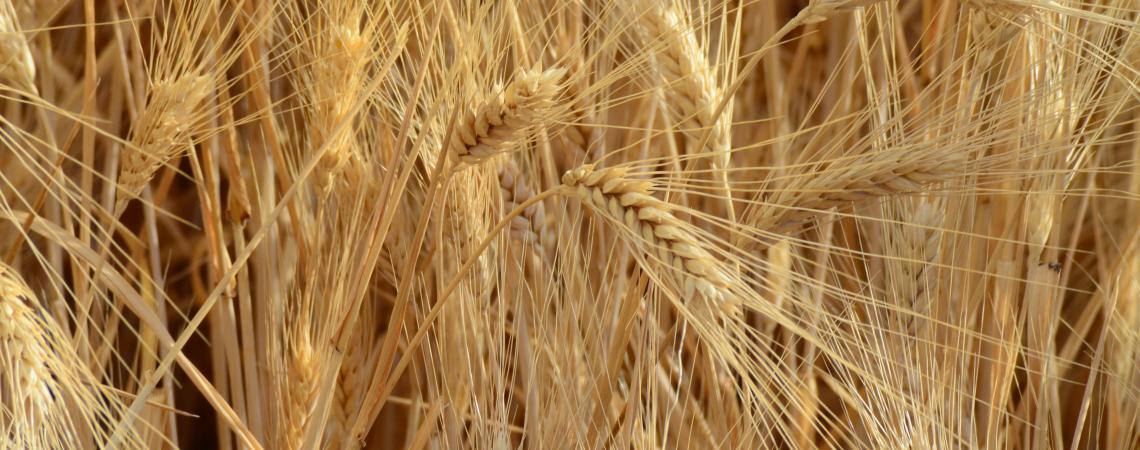 Desert Durum Wheat