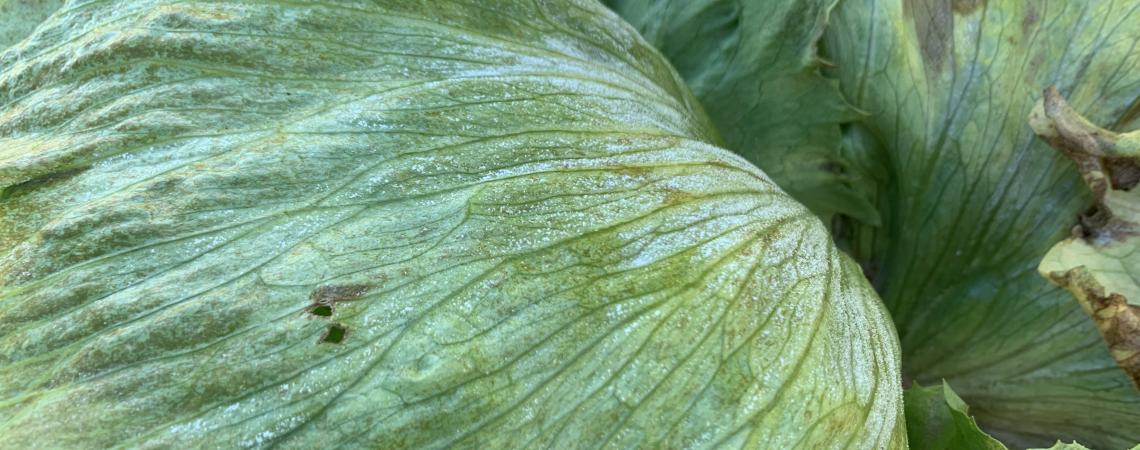 lettuce infected with downy mildew
