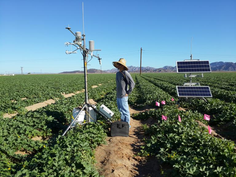 Collecting data in a melon field