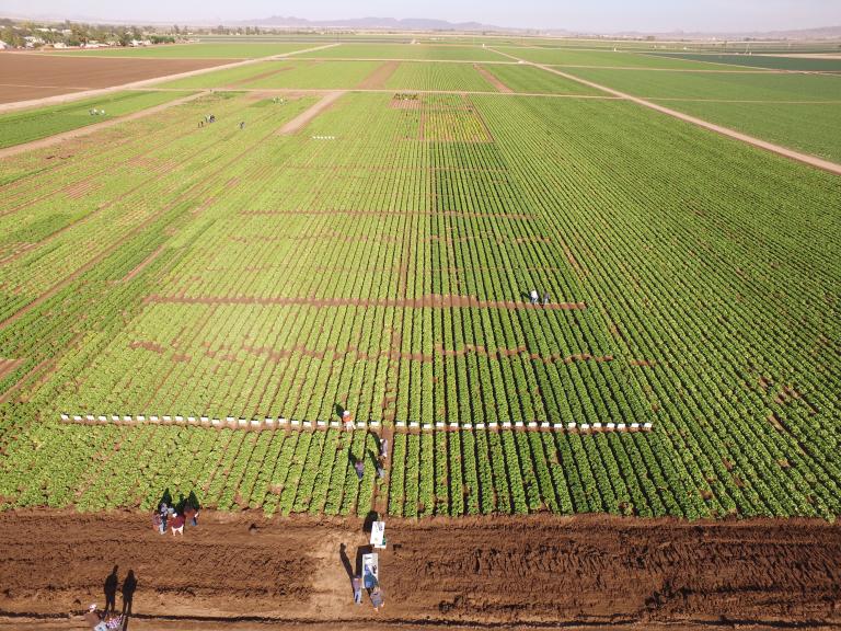 2022 Yuma Fusarium Wilt of Lettuce Field Day
